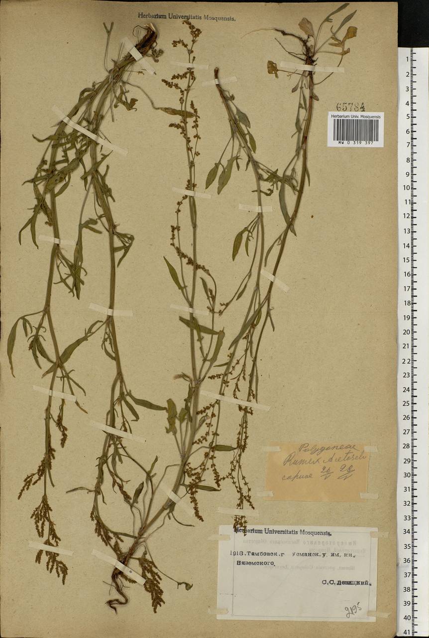 Rumex acetosella L., Eastern Europe, Central forest-and-steppe region (E6) (Russia)