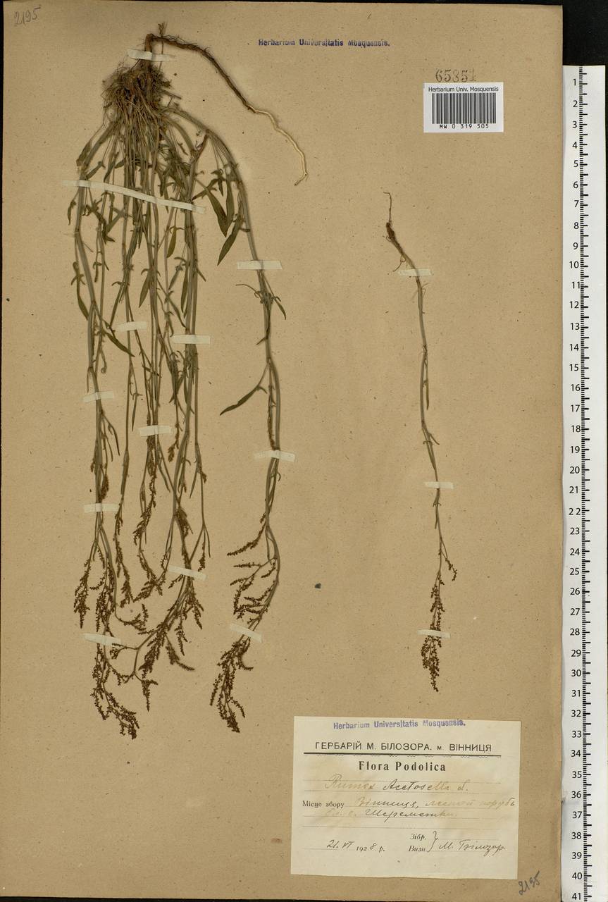 Rumex acetosella L., Eastern Europe, South Ukrainian region (E12) (Ukraine)