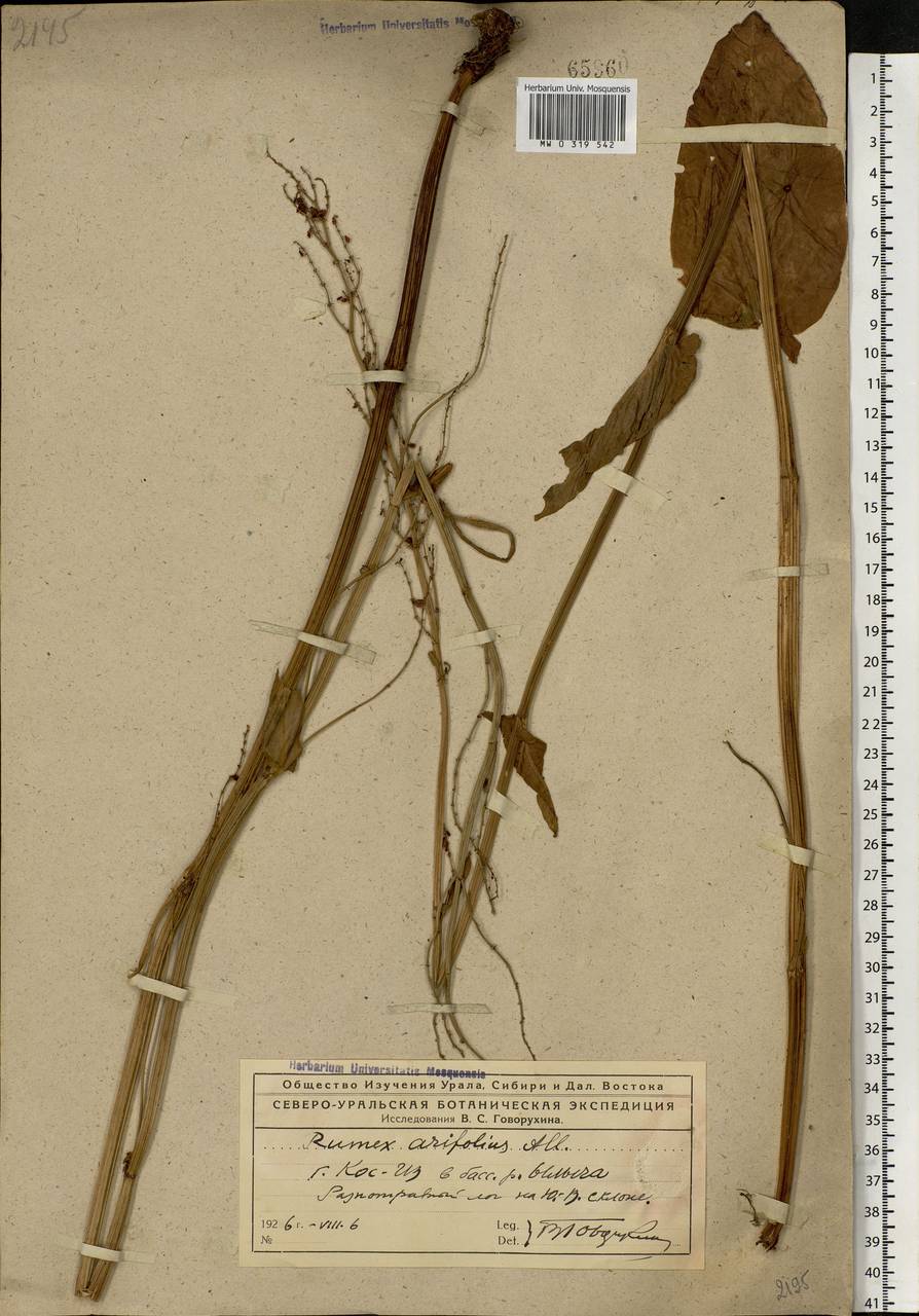 Rumex arifolius All., Eastern Europe, Northern region (E1) (Russia)