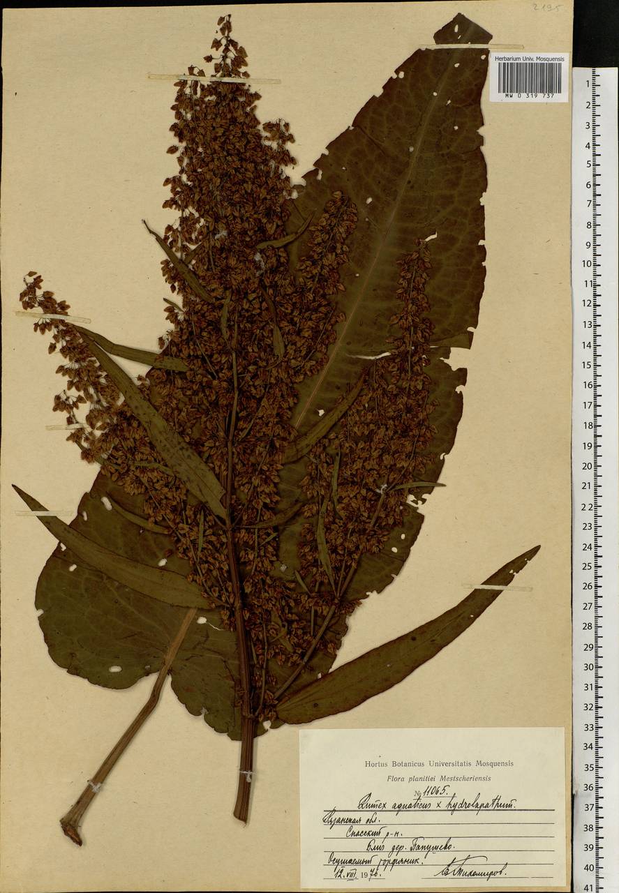 Rumex ×heterophyllus Schultz, Eastern Europe, Central region (E4) (Russia)