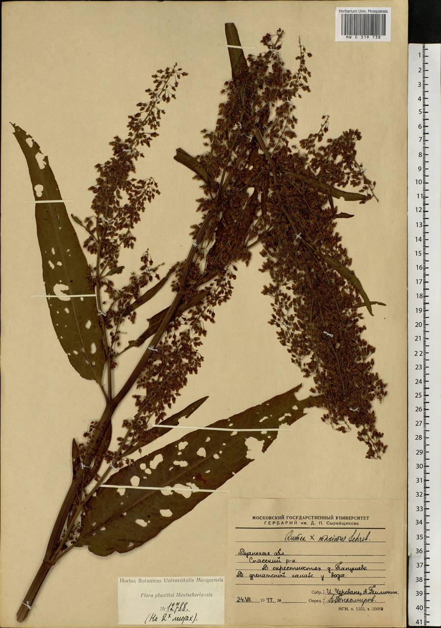 Rumex ×heterophyllus Schultz, Eastern Europe, Central region (E4) (Russia)
