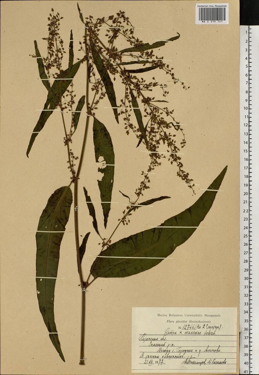 Rumex ×heterophyllus Schultz, Eastern Europe, Central region (E4) (Russia)