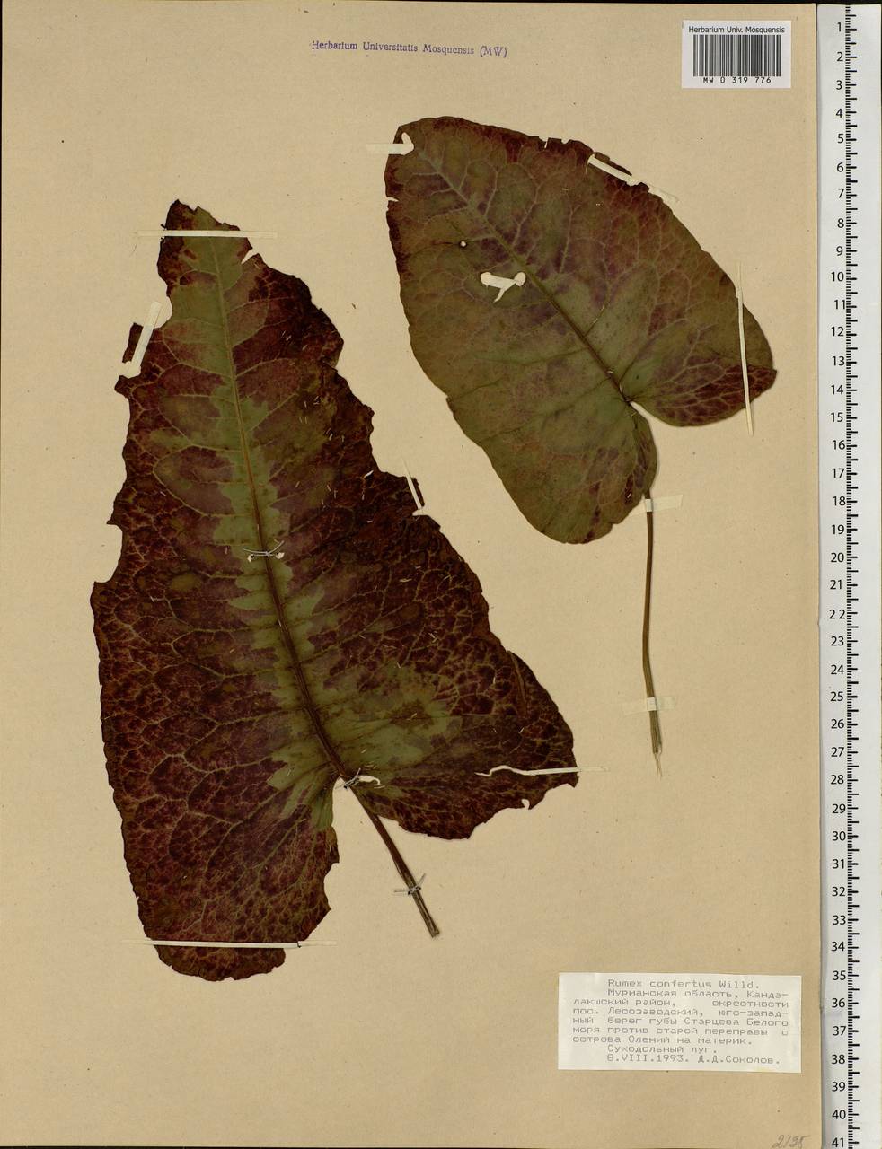 Rumex confertus Willd., Eastern Europe, Northern region (E1) (Russia)