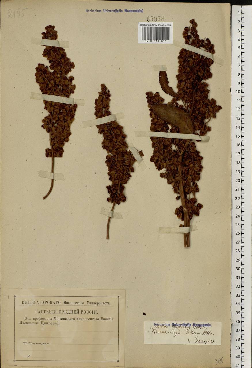 Rumex confertus Willd., Eastern Europe, Central region (E4) (Russia)