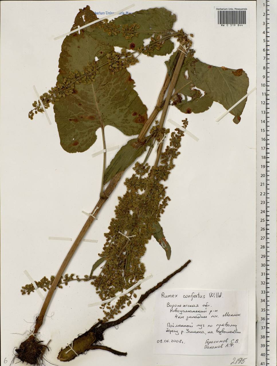 Rumex confertus Willd., Eastern Europe, Central forest-and-steppe region (E6) (Russia)