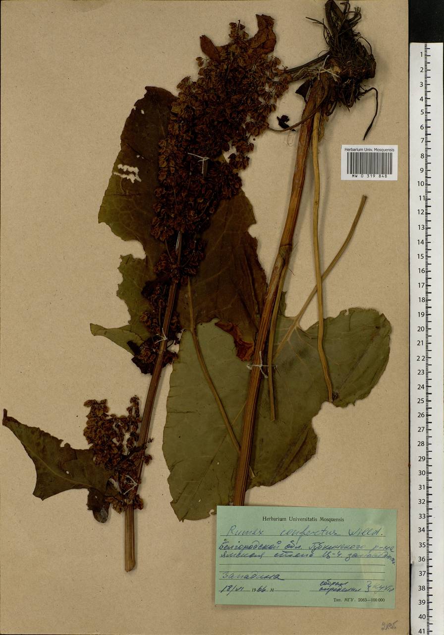 Rumex confertus Willd., Eastern Europe, Central forest-and-steppe region (E6) (Russia)