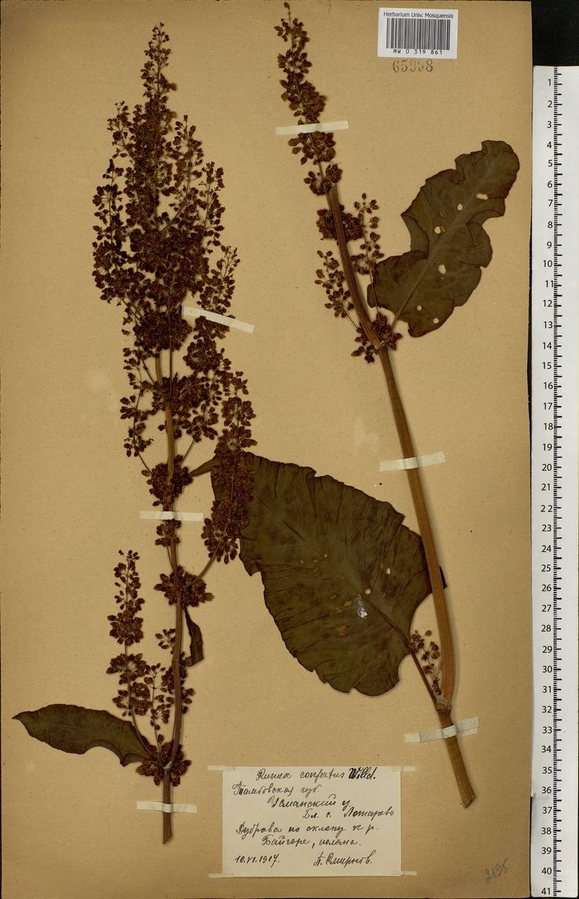 Rumex confertus Willd., Eastern Europe, Central forest-and-steppe region (E6) (Russia)