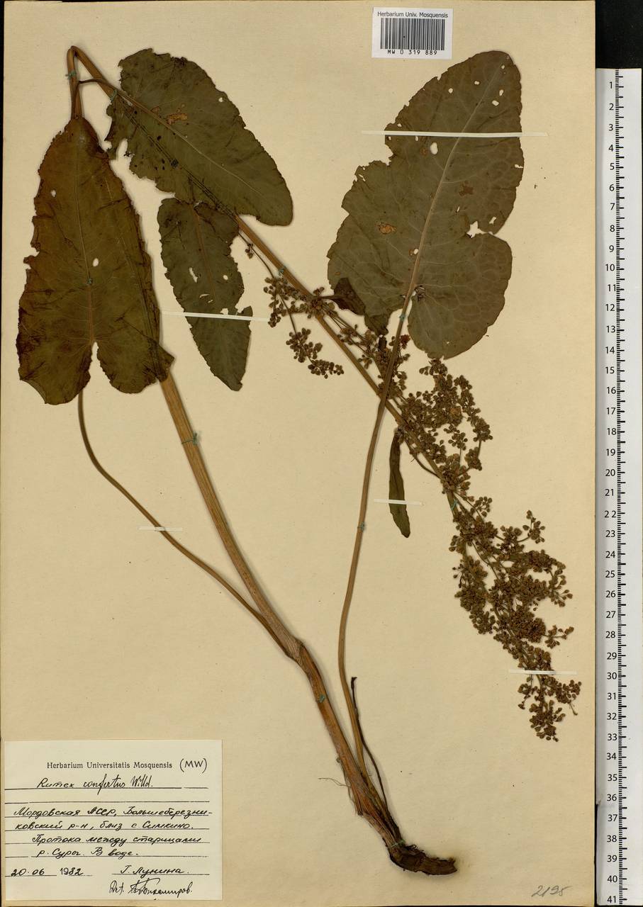 Rumex confertus Willd., Eastern Europe, Middle Volga region (E8) (Russia)