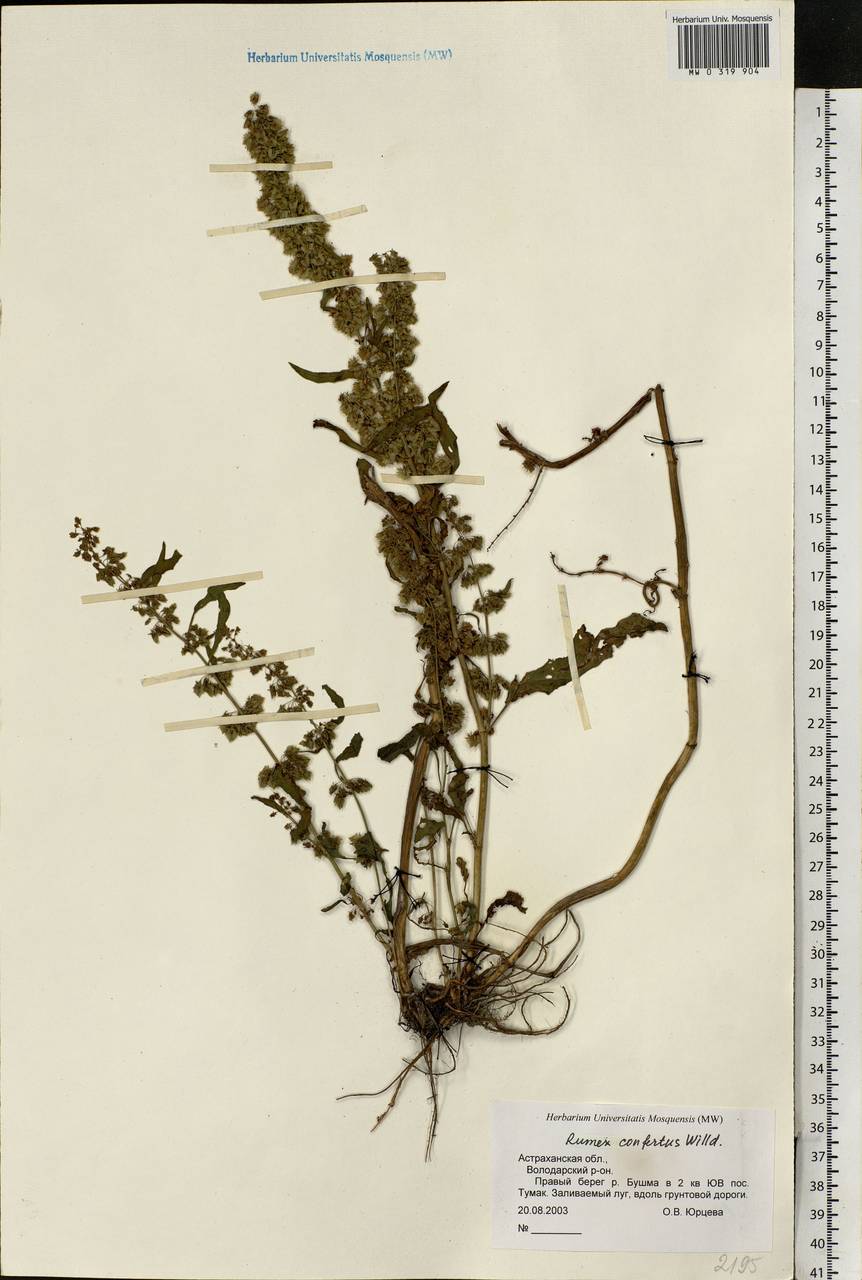 Rumex confertus Willd., Eastern Europe, Lower Volga region (E9) (Russia)
