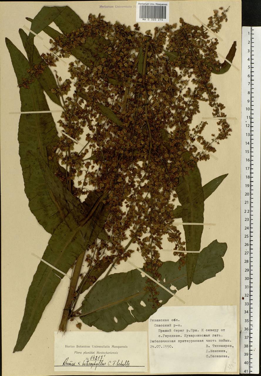 Rumex ×heterophyllus Schultz, Eastern Europe, Central region (E4) (Russia)