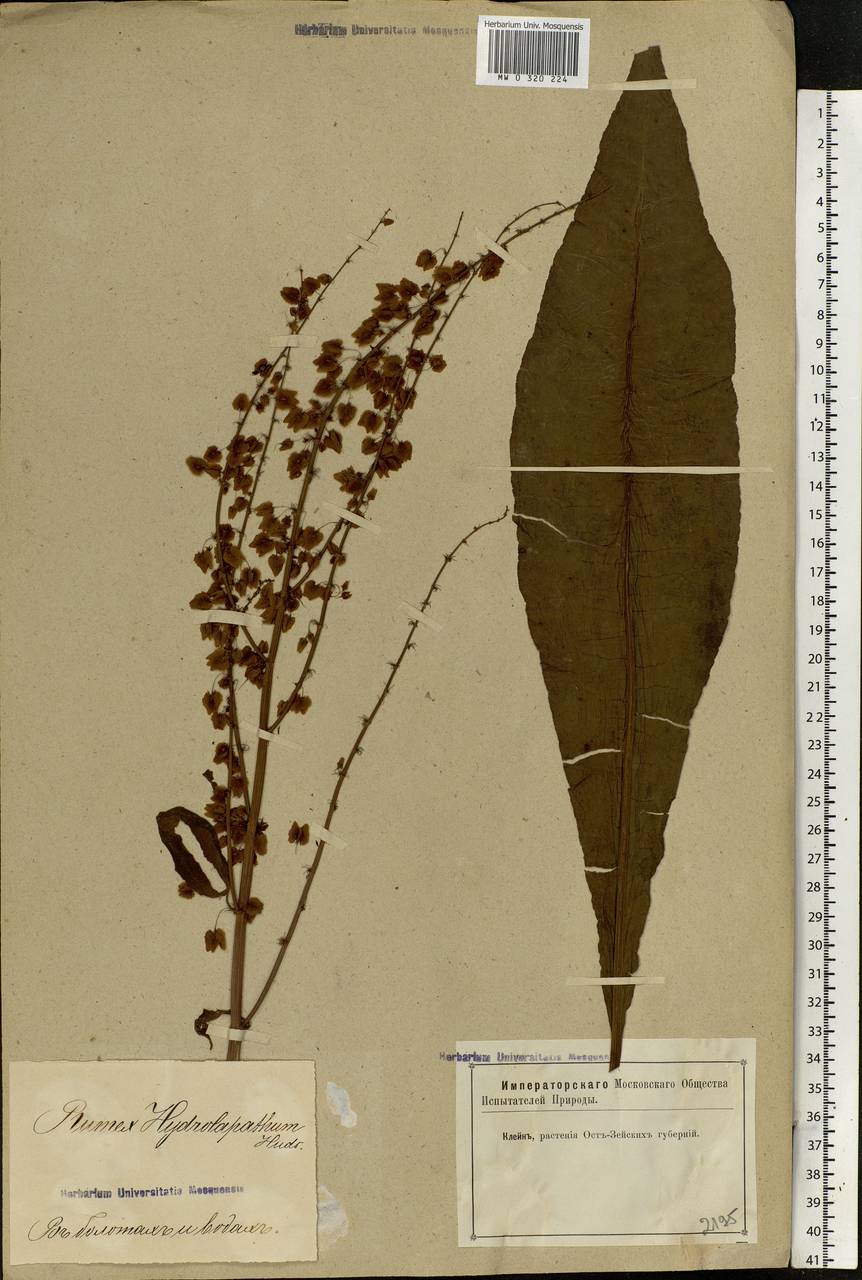 Rumex hydrolapathum (Scop.) Huds., Eastern Europe, Latvia (E2b) (Latvia)