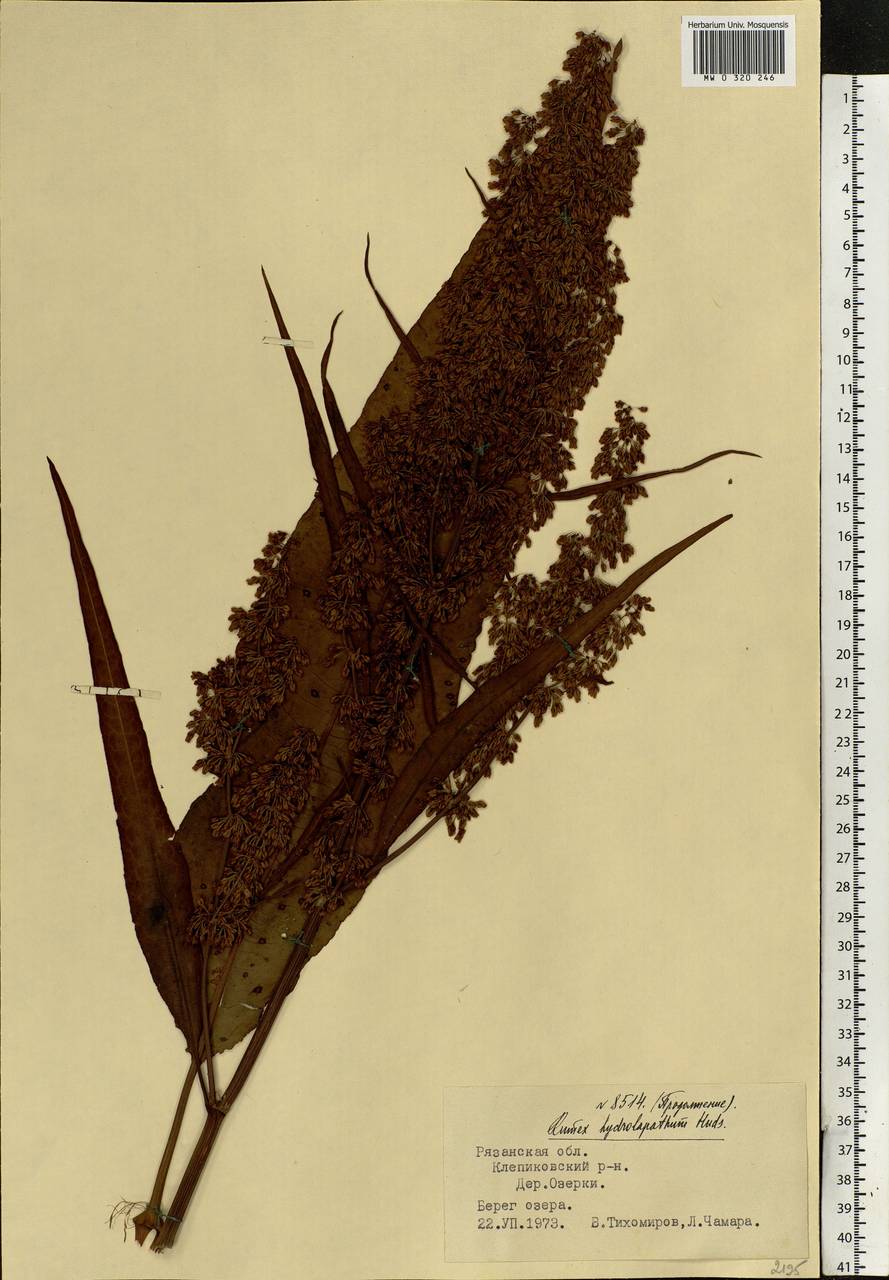 Rumex hydrolapathum (Scop.) Huds., Eastern Europe, Central region (E4) (Russia)