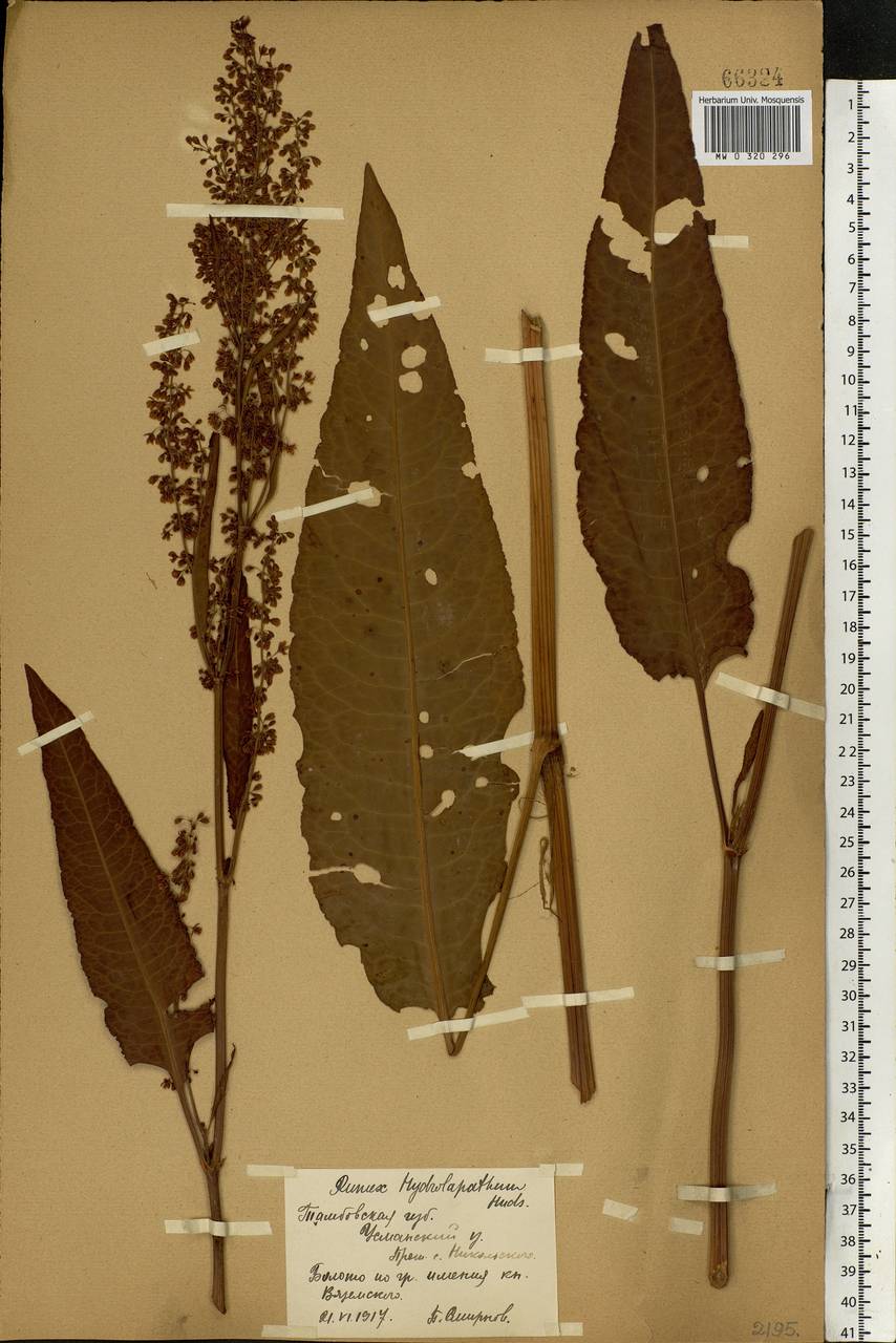 Rumex hydrolapathum (Scop.) Huds., Eastern Europe, Central forest-and-steppe region (E6) (Russia)