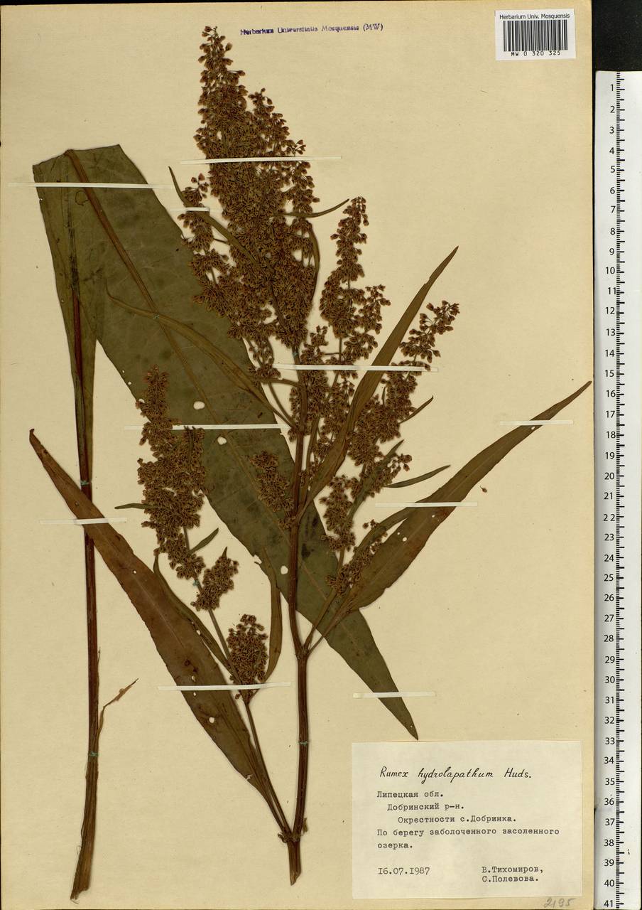 Rumex hydrolapathum (Scop.) Huds., Eastern Europe, Central forest-and-steppe region (E6) (Russia)