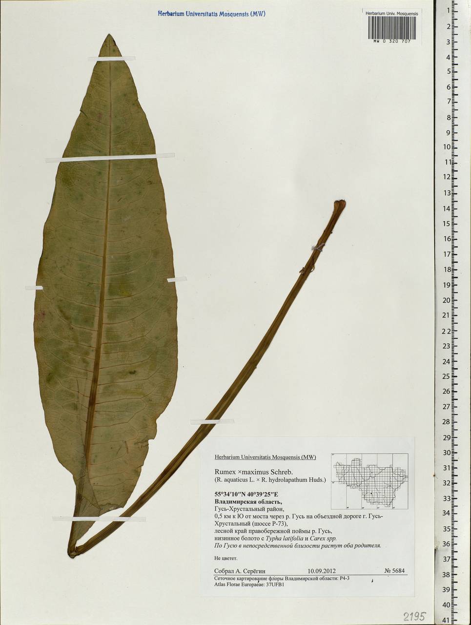 Rumex ×heterophyllus Schultz, Eastern Europe, Central region (E4) (Russia)