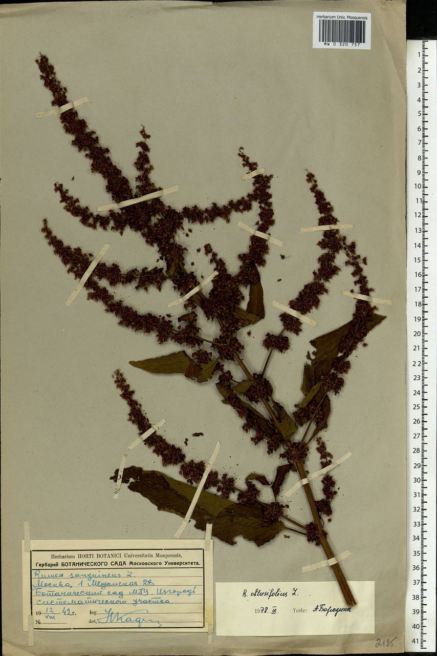 Rumex obtusifolius L., Eastern Europe, Moscow region (E4a) (Russia)