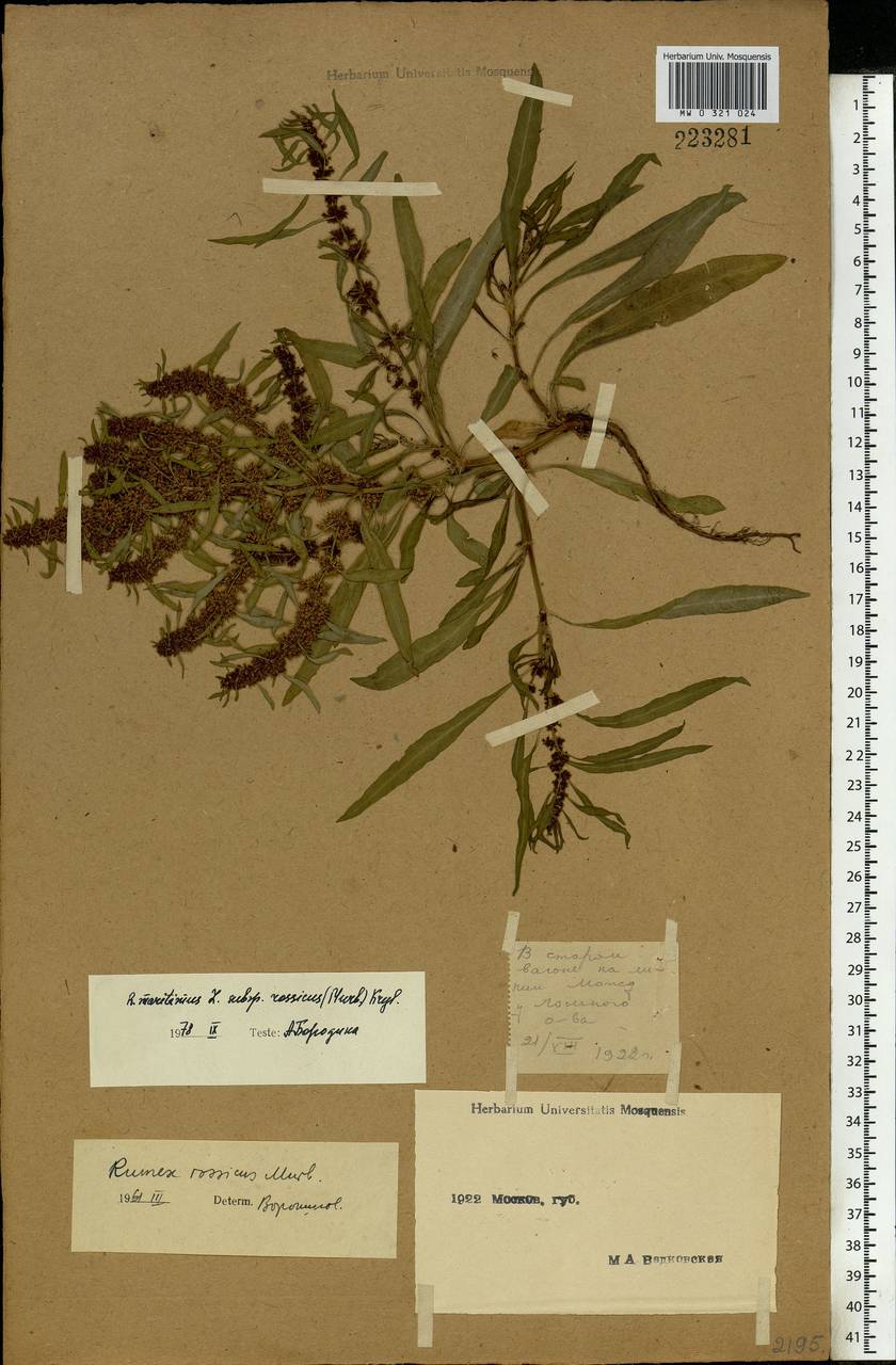 Rumex rossicus Murb., Eastern Europe, Moscow region (E4a) (Russia)
