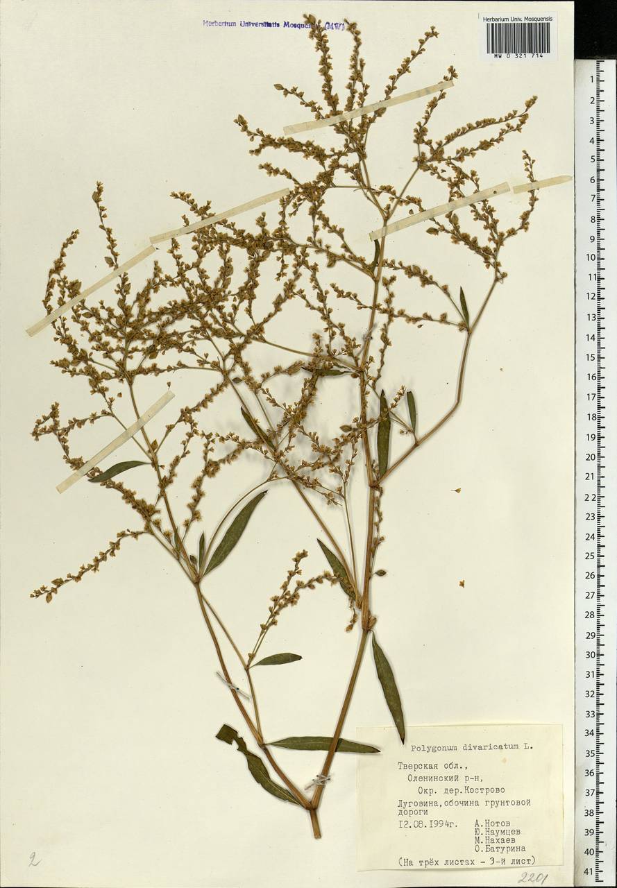 Aconogonon (Polygonum) divaricatum l