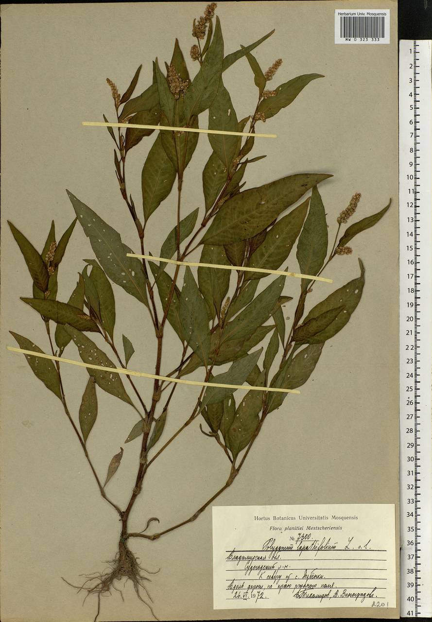 Persicaria lapathifolia (L.) Gray, Eastern Europe, Central region (E4) (Russia)