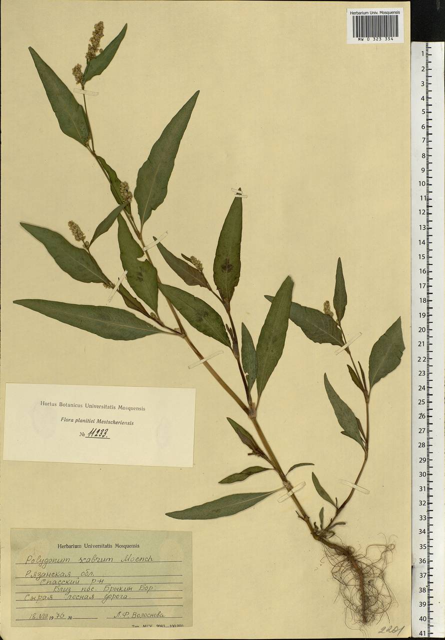 Persicaria lapathifolia (L.) Gray, Eastern Europe, Central region (E4) (Russia)