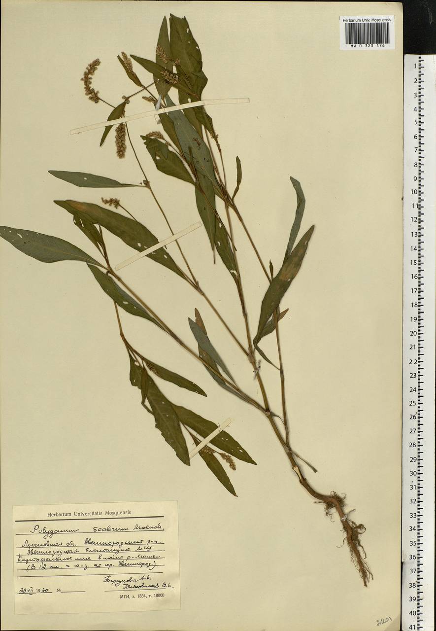 Persicaria lapathifolia (L.) Gray, Eastern Europe, Moscow region (E4a) (Russia)