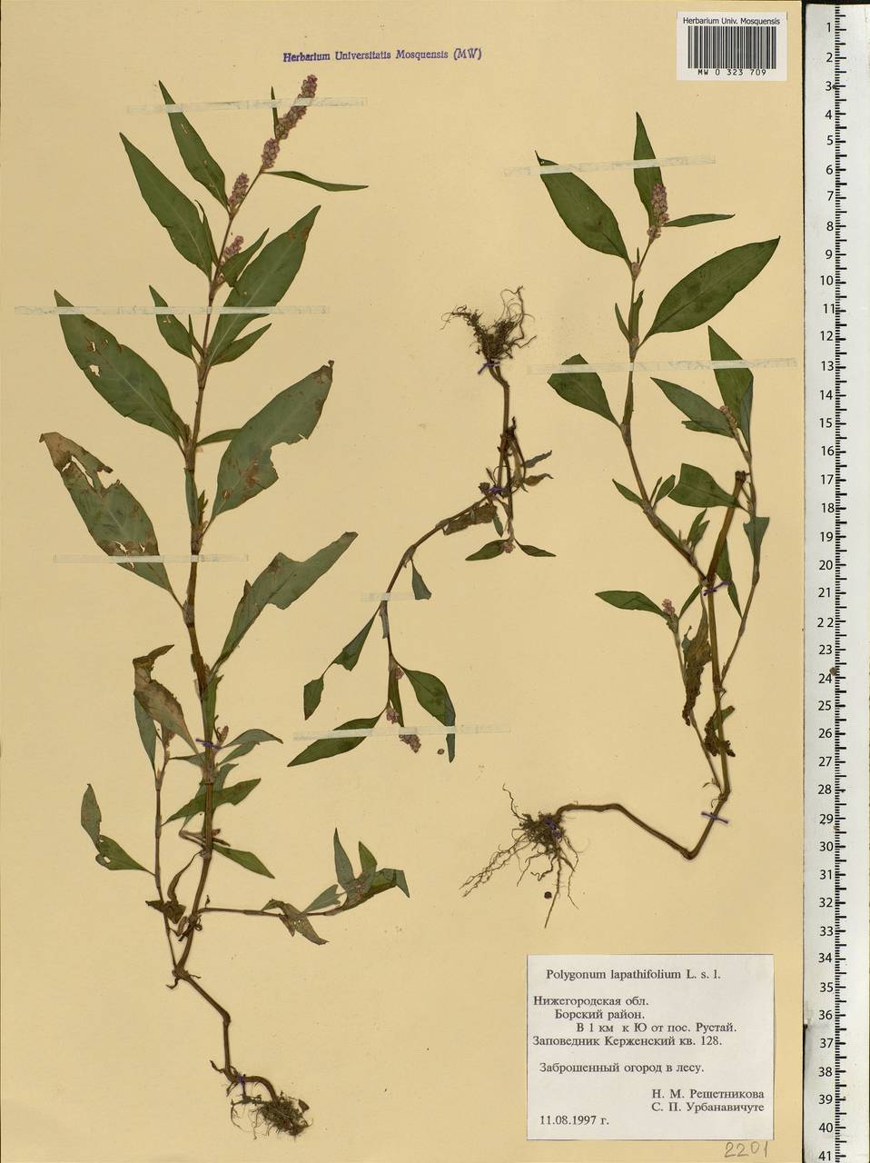 Persicaria lapathifolia (L.) Gray, Eastern Europe, Volga-Kama region (E7) (Russia)