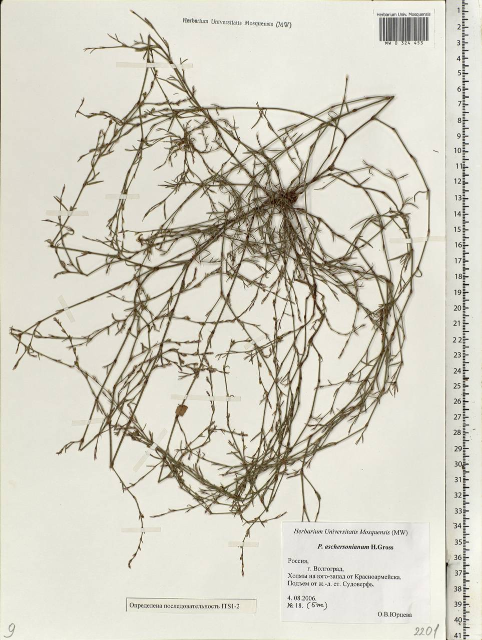 Polygonum aschersonianum H. Gross, Eastern Europe, Lower Volga region (E9) (Russia)