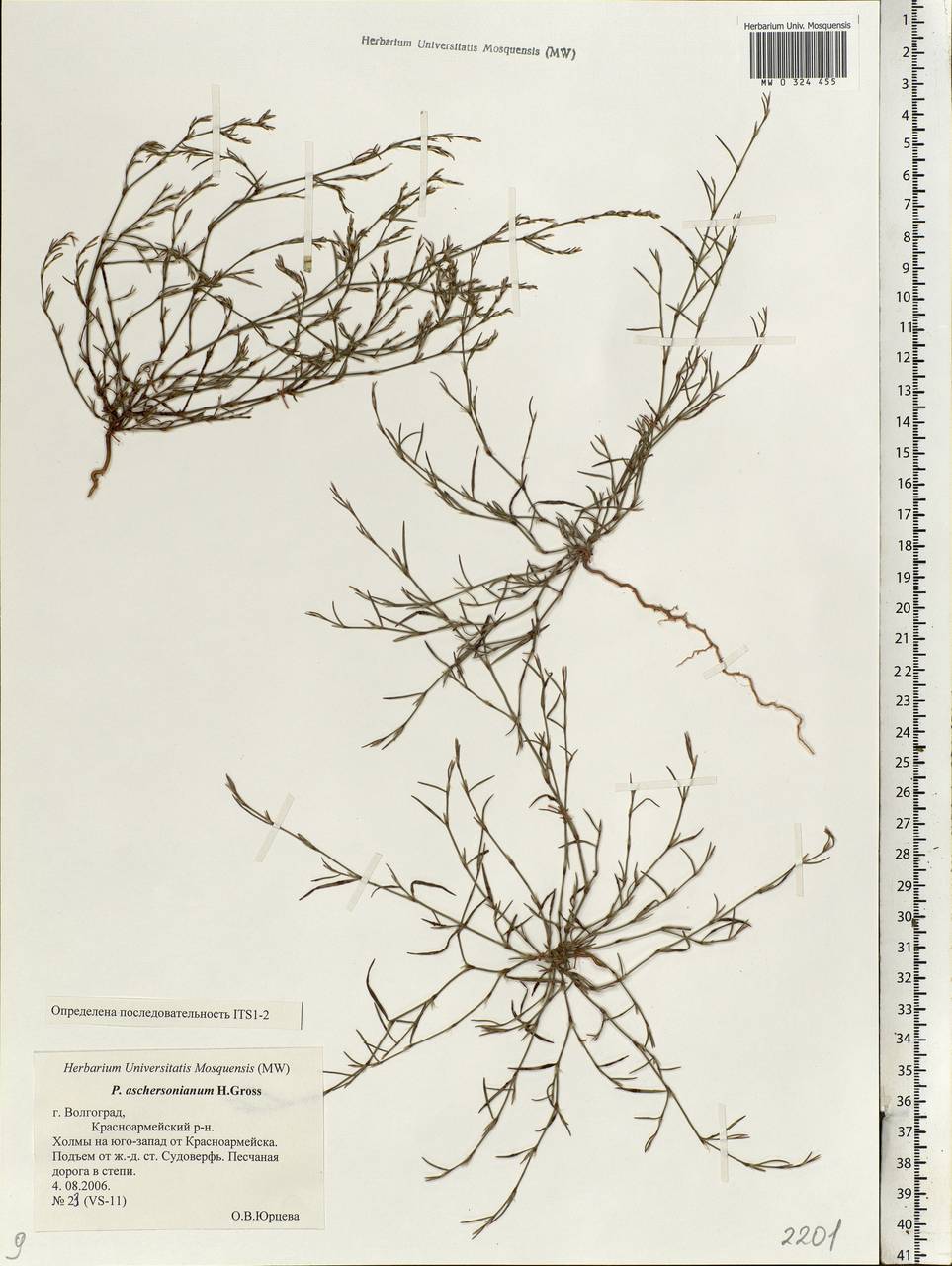 Polygonum aschersonianum H. Gross, Eastern Europe, Lower Volga region (E9) (Russia)