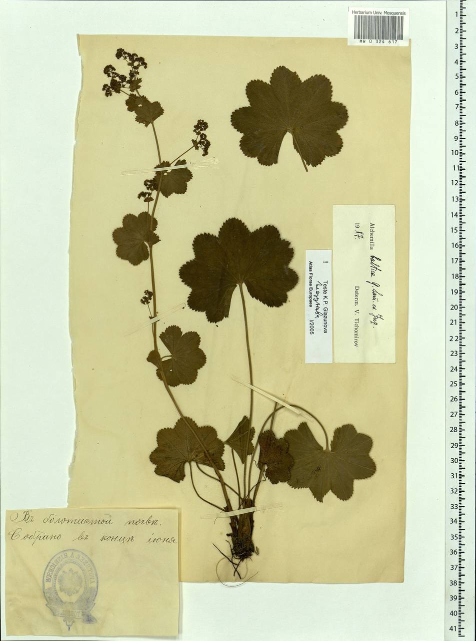 Alchemilla baltica Sam. ex Juz., Eastern Europe, Estonia (E2c) (Estonia)