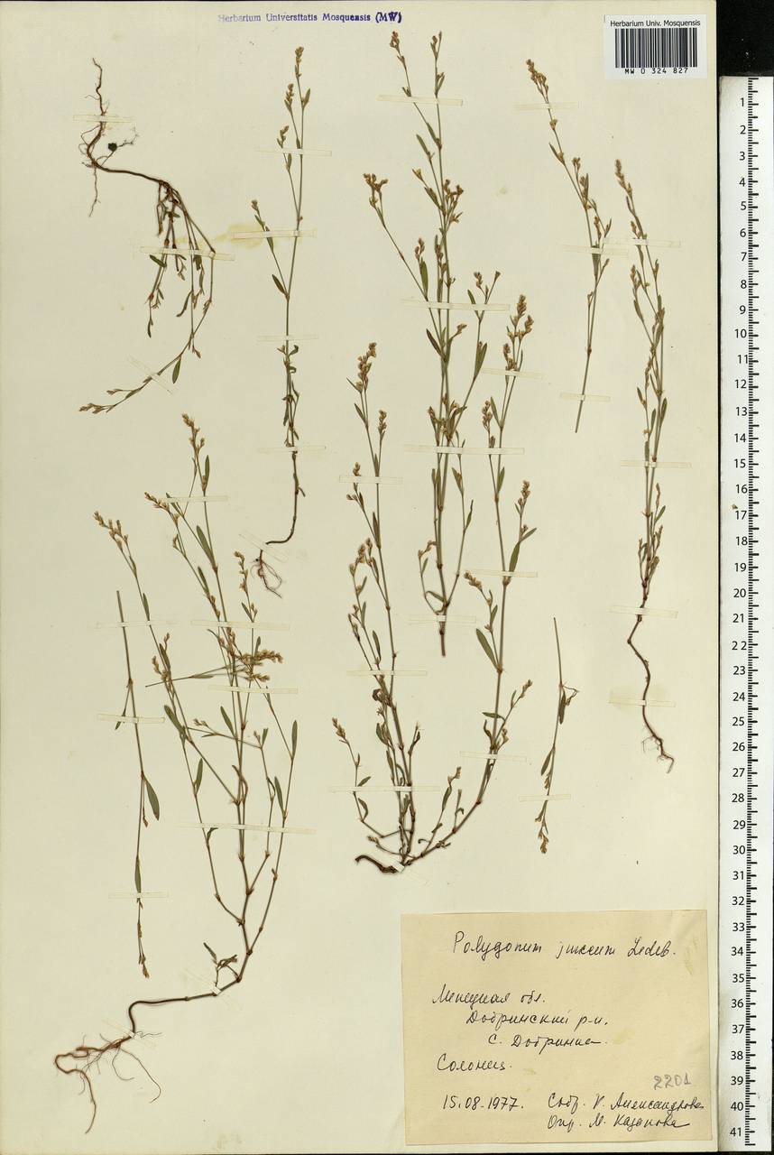 Polygonum arenarium subsp. arenarium, Eastern Europe, Central forest-and-steppe region (E6) (Russia)