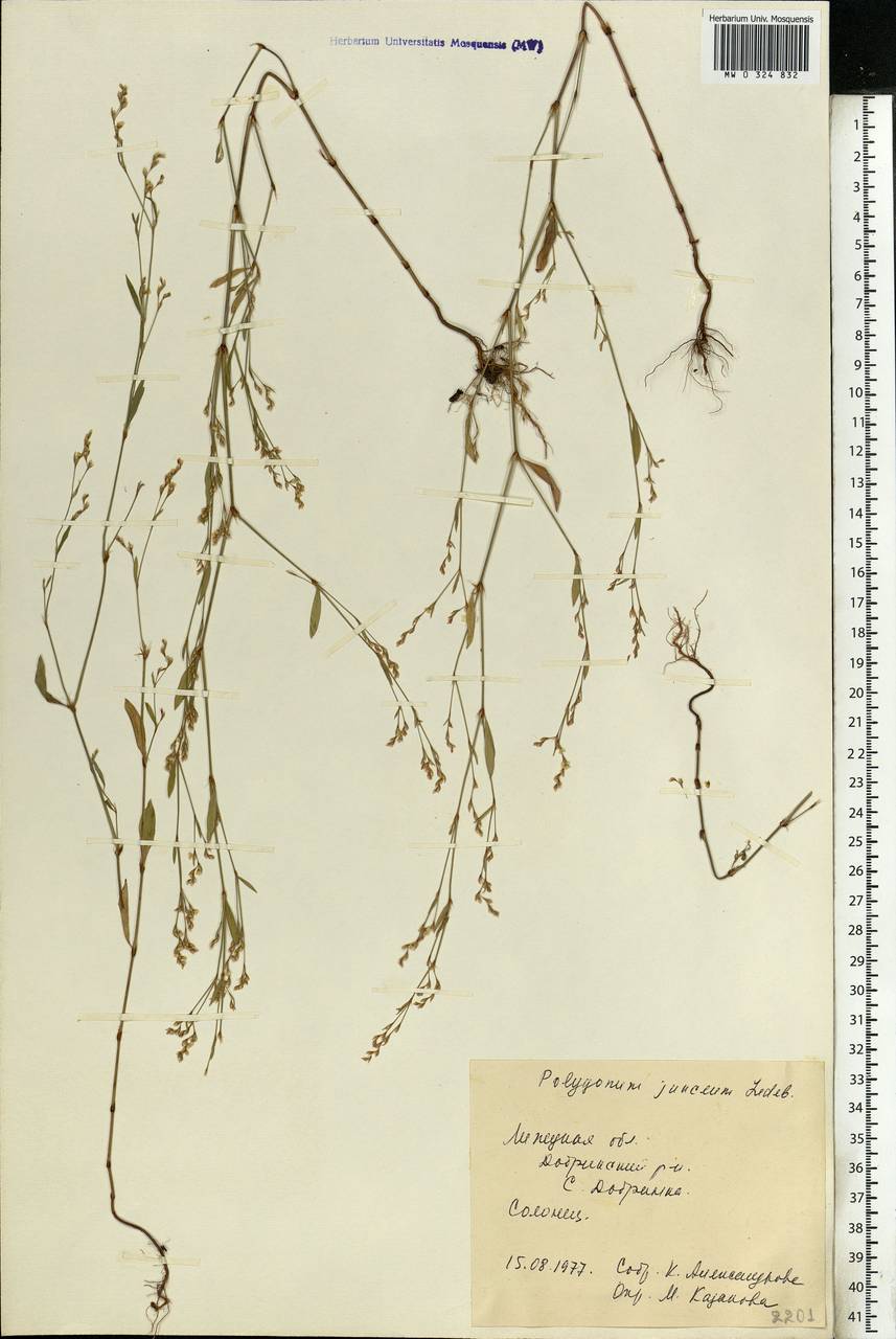 Polygonum arenarium subsp. arenarium, Eastern Europe, Central forest-and-steppe region (E6) (Russia)