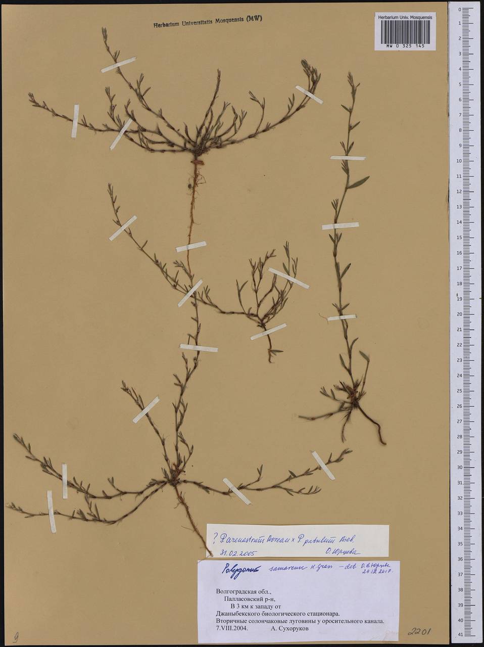 Polygonum aschersonianum H. Gross, Eastern Europe, Lower Volga region (E9) (Russia)