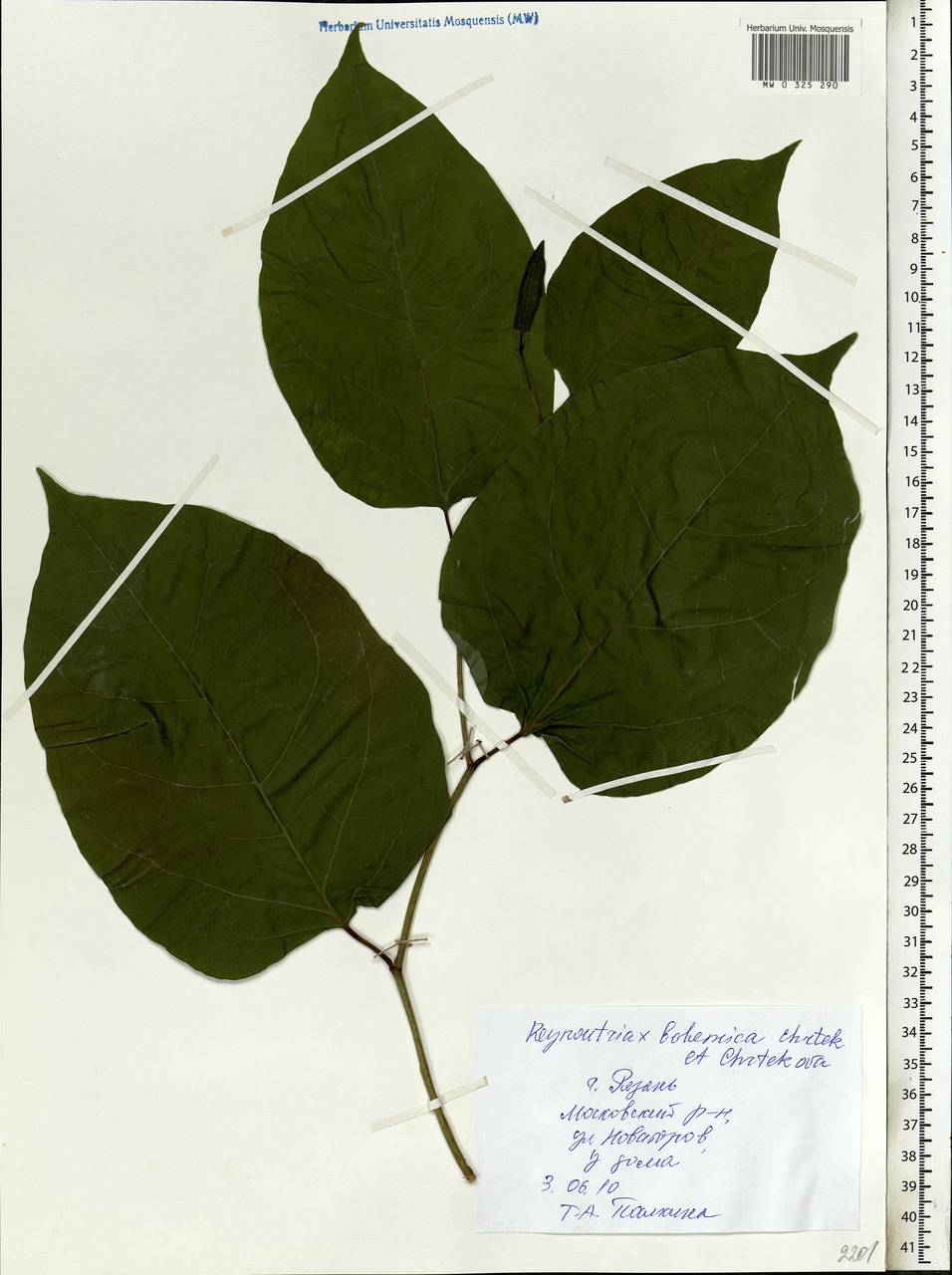 Reynoutria × bohemica Chrtek & Chrtková, Eastern Europe, Central region (E4) (Russia)