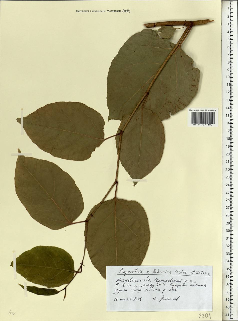 Reynoutria × bohemica Chrtek & Chrtková, Eastern Europe, Moscow region (E4a) (Russia)