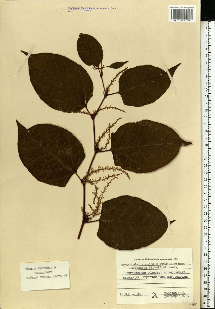 Reynoutria japonica Houtt., Eastern Europe, North-Western region (E2) (Russia)