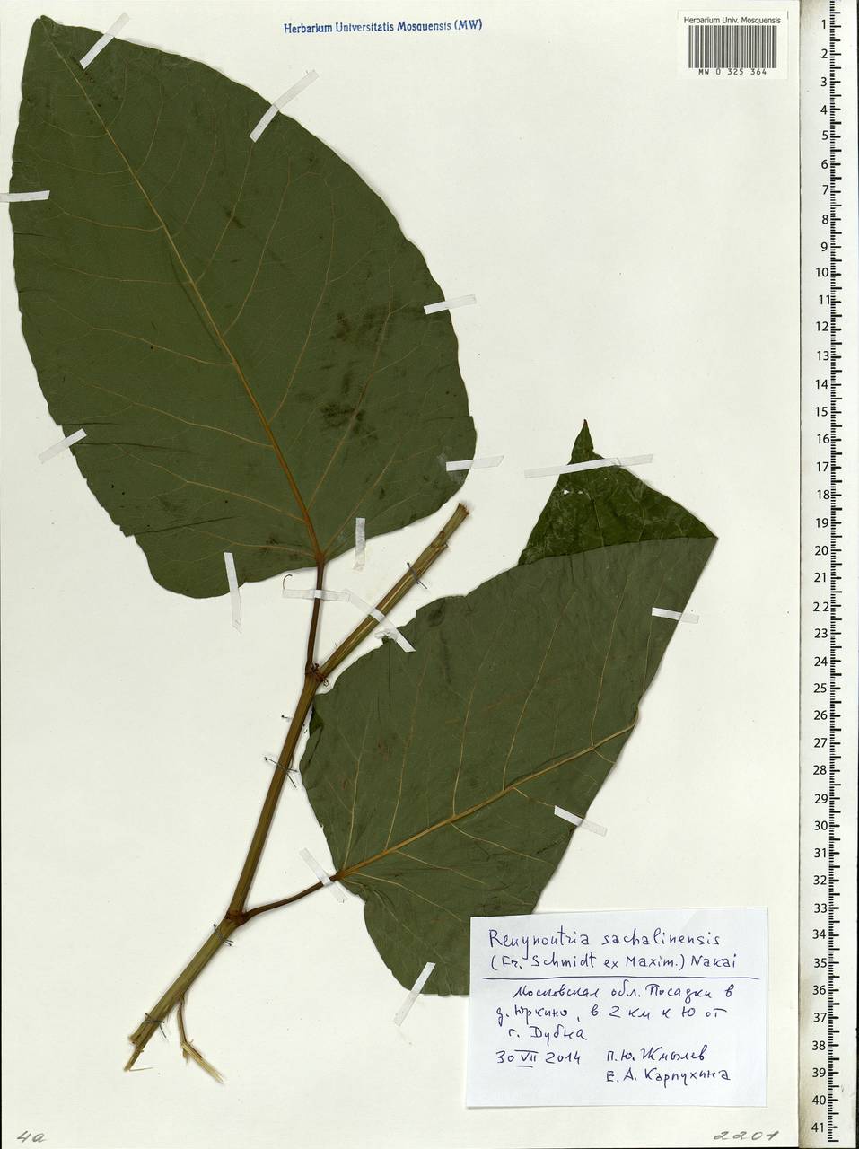 Reynoutria sachalinensis (F. Schmidt) Nakai, Eastern Europe, Moscow region (E4a) (Russia)