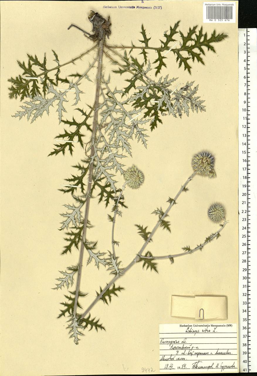 Echinops ritro subsp. ruthenicus (M. Bieb.) Nyman, Eastern Europe, Central forest-and-steppe region (E6) (Russia)