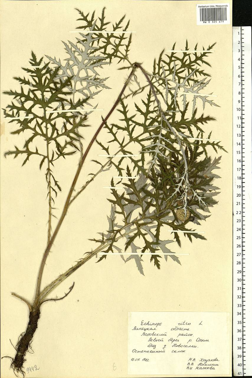 Echinops ritro var. ruthenicus (M.Bieb.) Schrad., Eastern Europe, Central forest-and-steppe region (E6) (Russia)