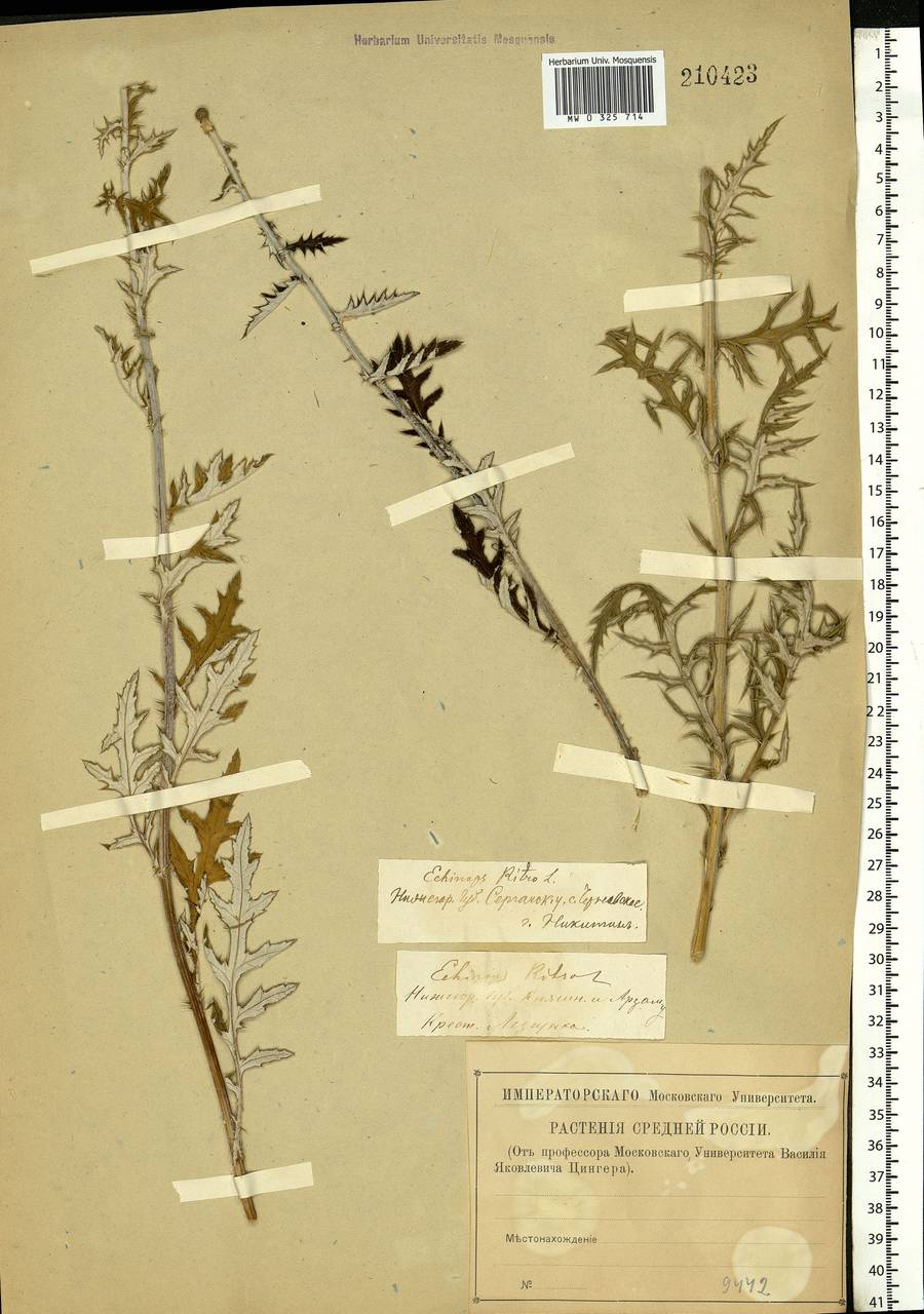 Echinops ritro subsp. ruthenicus (M. Bieb.) Nyman, Eastern Europe, Volga-Kama region (E7) (Russia)