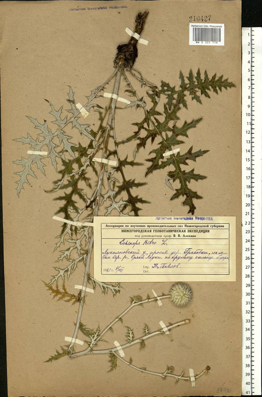 Echinops ritro var. ruthenicus (M.Bieb.) Schrad., Eastern Europe, Middle Volga region (E8) (Russia)