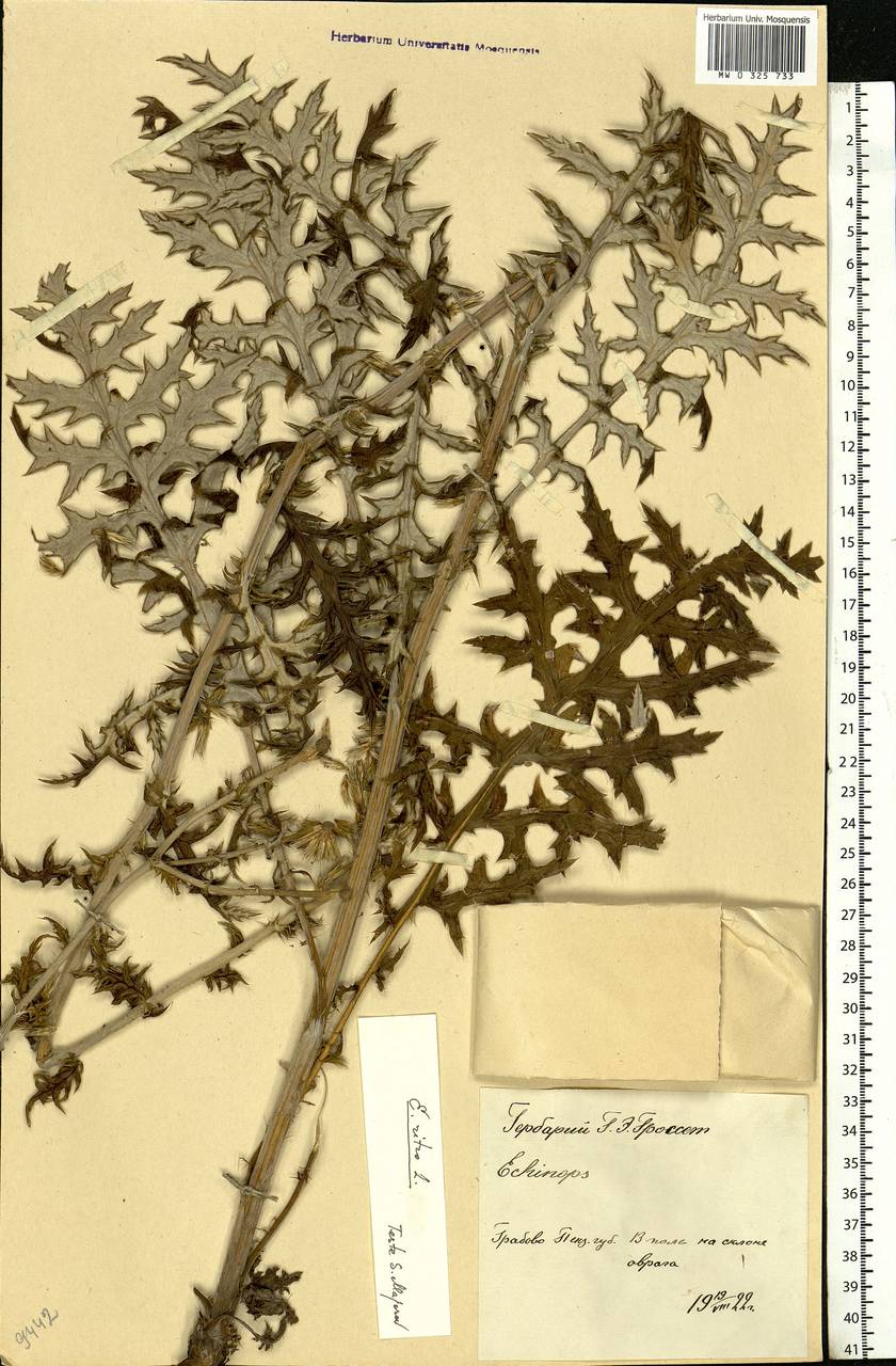Echinops ritro subsp. ruthenicus (M. Bieb.) Nyman, Eastern Europe, Middle Volga region (E8) (Russia)