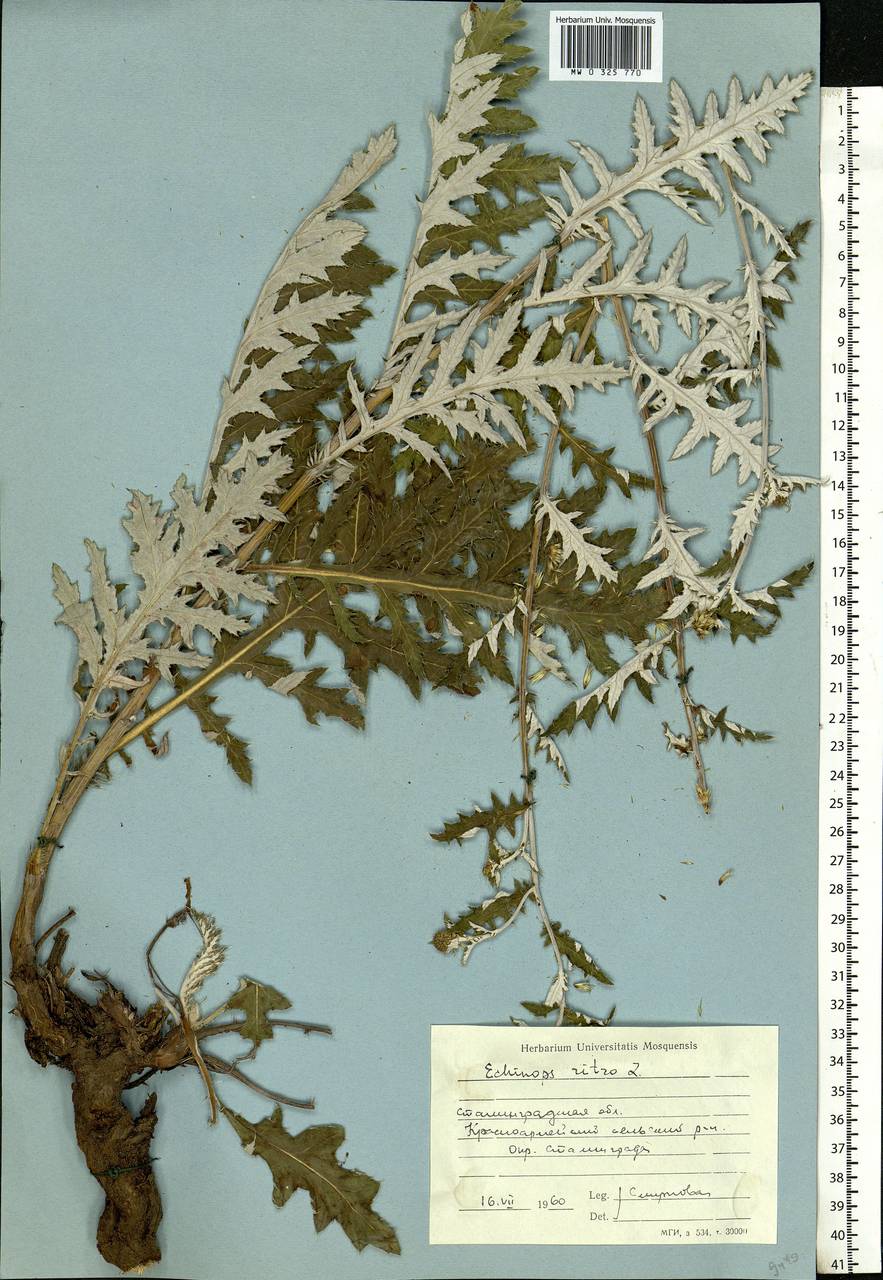 Echinops ritro subsp. ruthenicus (M. Bieb.) Nyman, Eastern Europe, Lower Volga region (E9) (Russia)