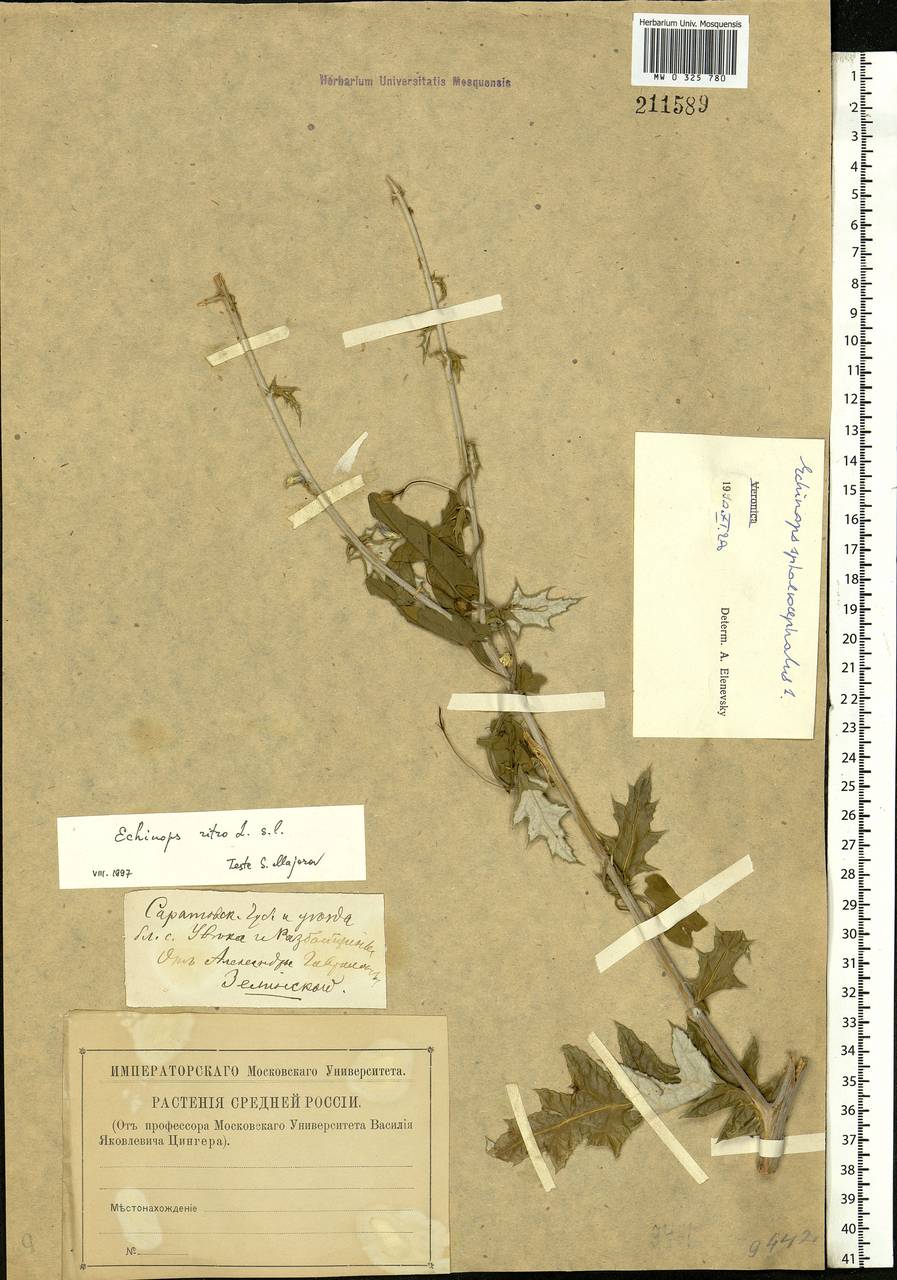 Echinops ritro subsp. ruthenicus (M. Bieb.) Nyman, Eastern Europe, Lower Volga region (E9) (Russia)