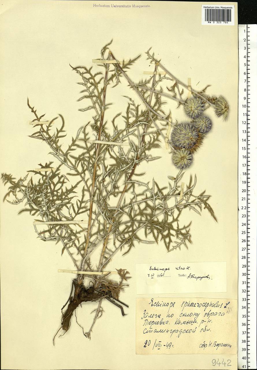 Echinops ritro subsp. ruthenicus (M. Bieb.) Nyman, Eastern Europe, Lower Volga region (E9) (Russia)