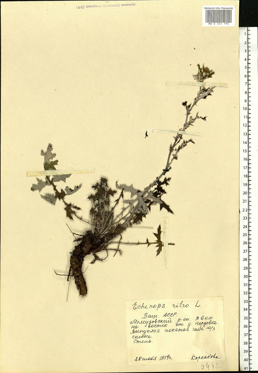 Echinops ritro subsp. ruthenicus (M. Bieb.) Nyman, Eastern Europe, Eastern region (E10) (Russia)