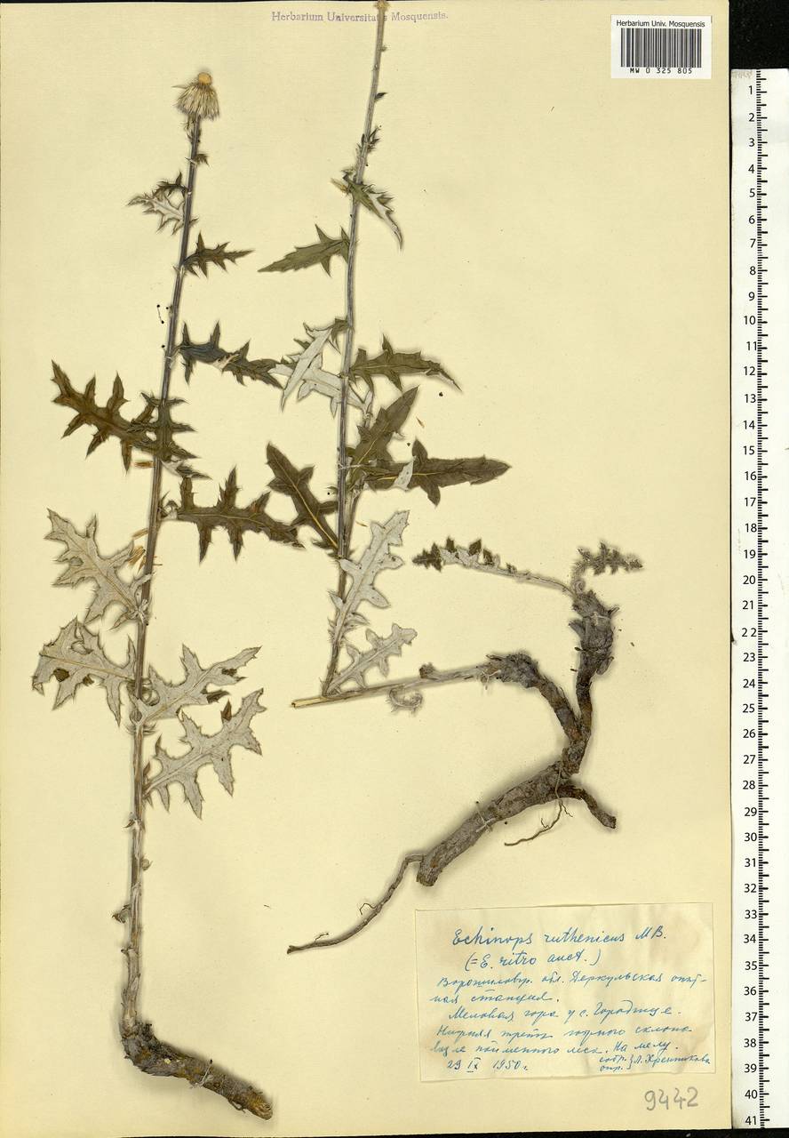 Echinops ritro subsp. ruthenicus (M. Bieb.) Nyman, Eastern Europe, North Ukrainian region (E11) (Ukraine)