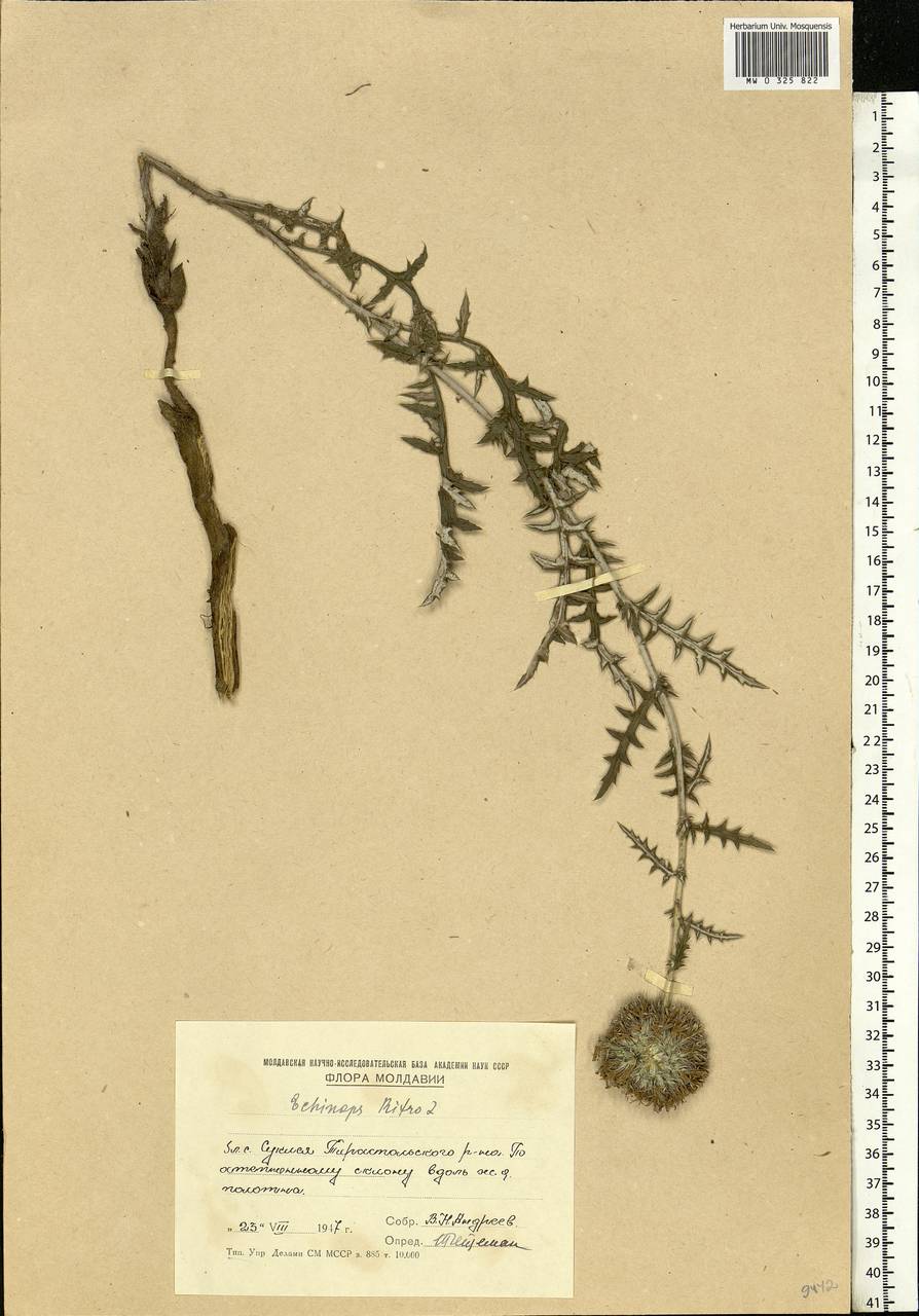 Echinops ritro var. ruthenicus (M.Bieb.) Schrad., Eastern Europe, Moldova (E13a) (Moldova)
