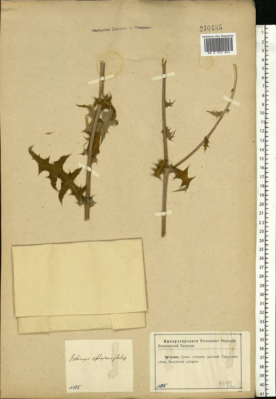 Echinops sphaerocephalus L., Eastern Europe, Central region (E4) (Russia)