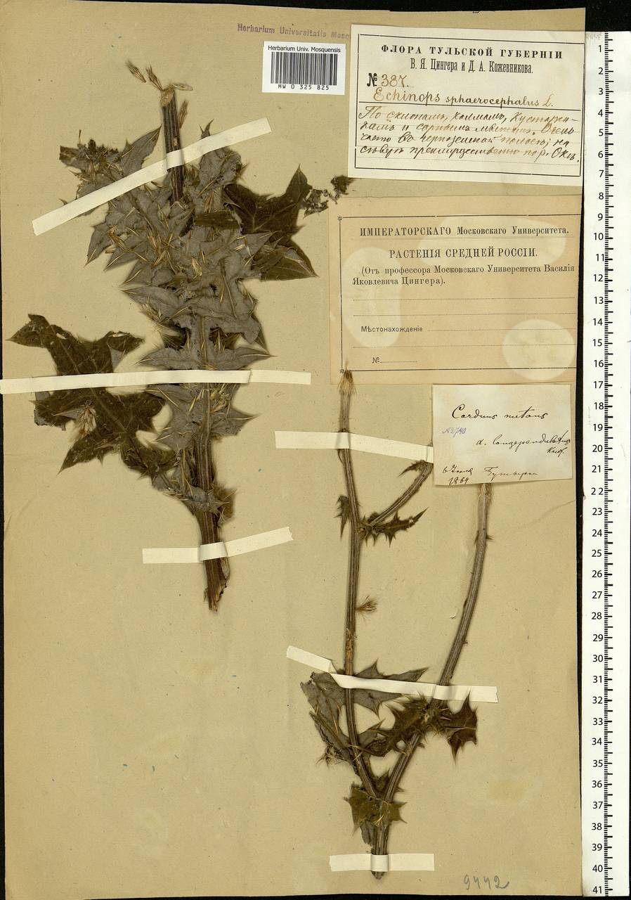 Echinops sphaerocephalus L., Eastern Europe, Central region (E4) (Russia)