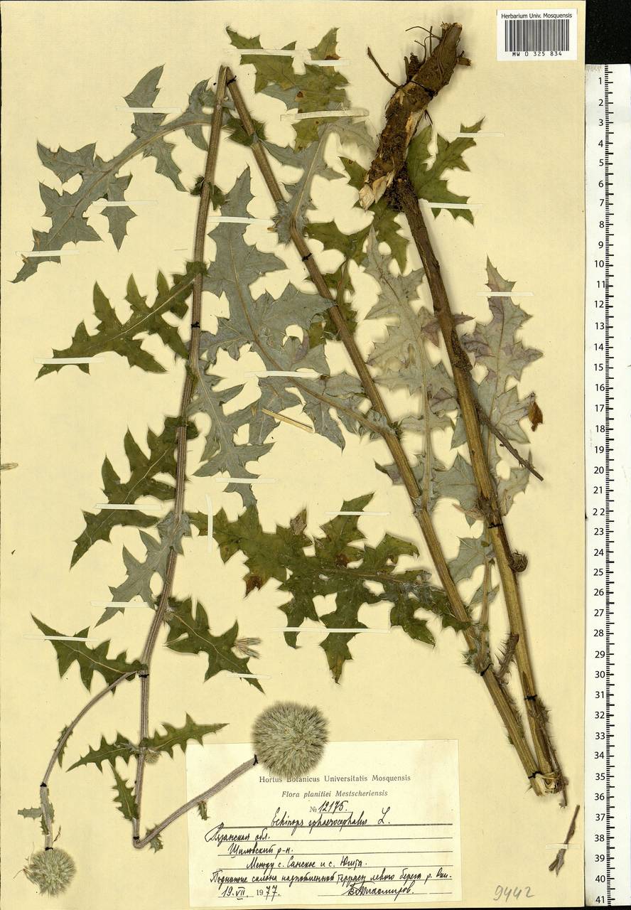 Echinops sphaerocephalus L., Eastern Europe, Central region (E4) (Russia)